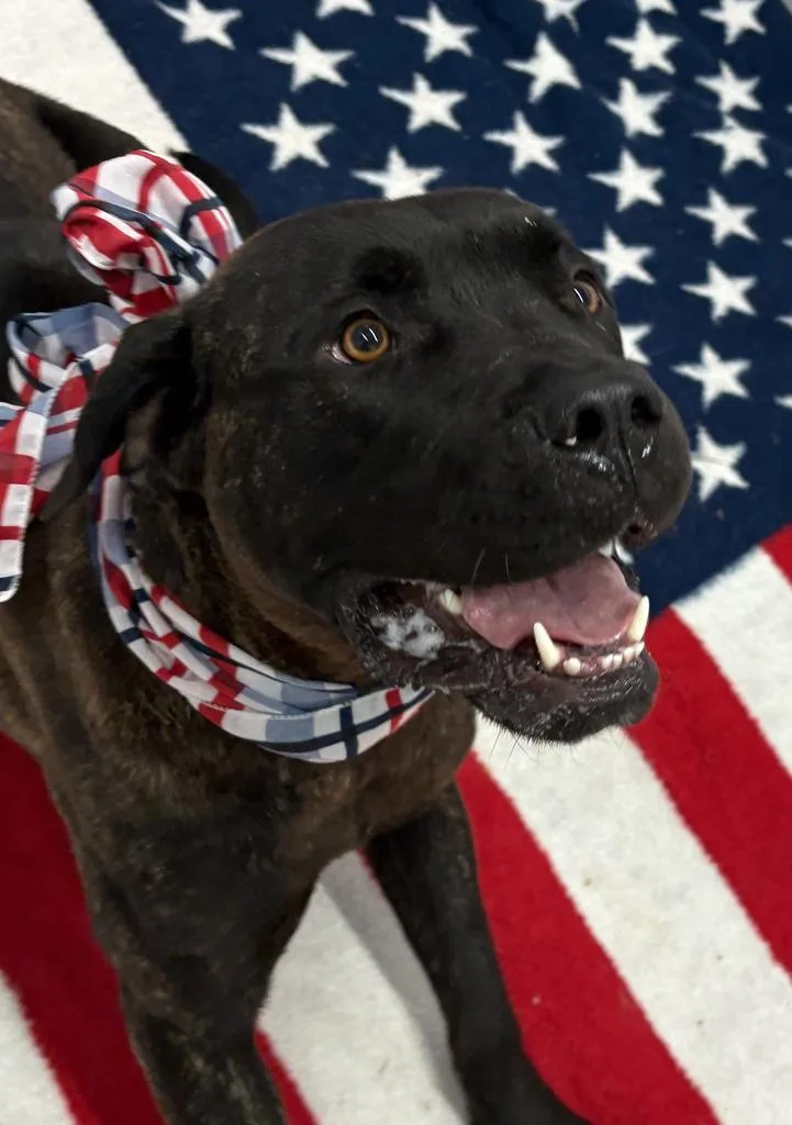 An adult large-sized female Mixed Breed dog named Jade Jolie for adoption in Detroit, MI