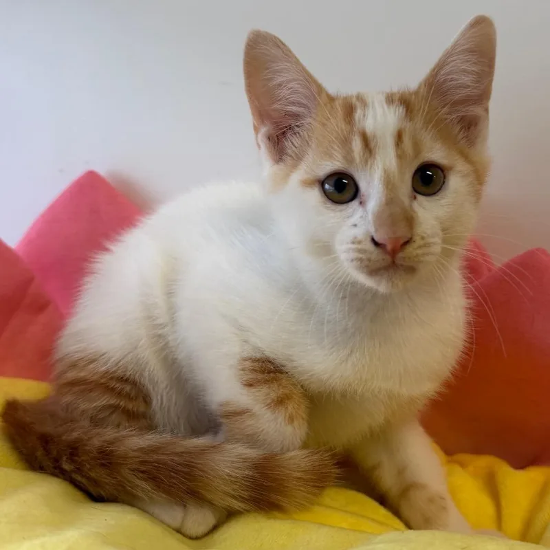 A baby small-sized male White Domestic Short Hair cat named Copper for adoption in Floresville, TX