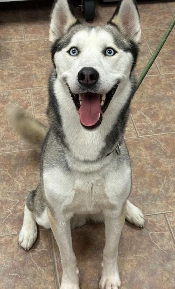 An adult large-sized male Siberian Husky dog named Chain Link Fence for adoption in Littleton, CO