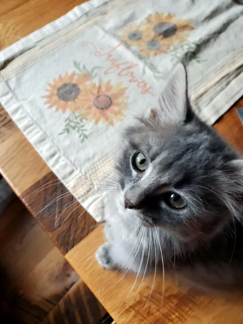 A baby medium-sized male Gray / Blue / Silver Domestic Long Hair cat named Bitcoin for adoption in Manhattan, KS
