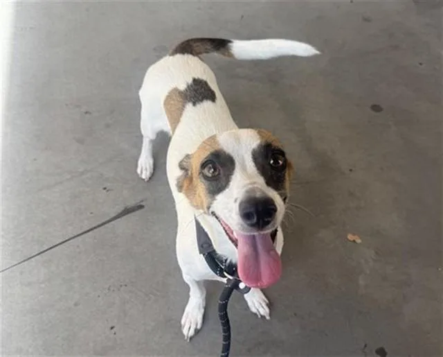 A young small-sized female Chihuahua dog named Henrietta for adoption in Mesa, AZ