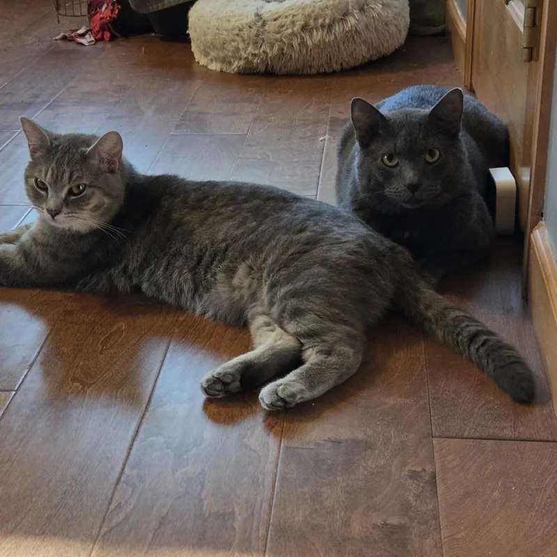 An adult medium-sized male Gray / Blue / Silver Domestic Short Hair cat named Orville for adoption in Chaska, MN