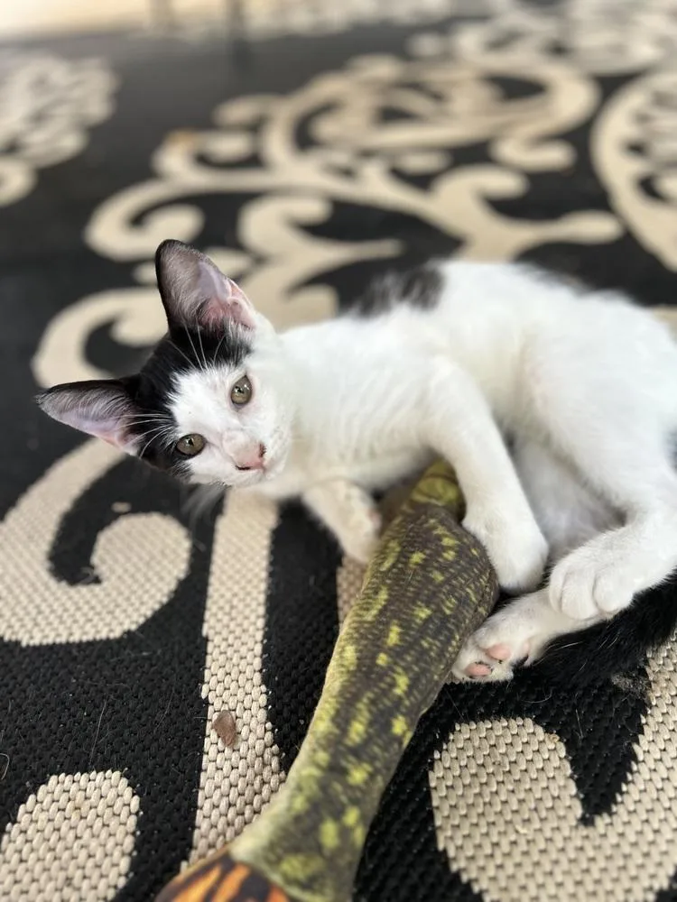A baby small-sized male Domestic Short Hair cat named CL Pike for adoption in Dawson, GA