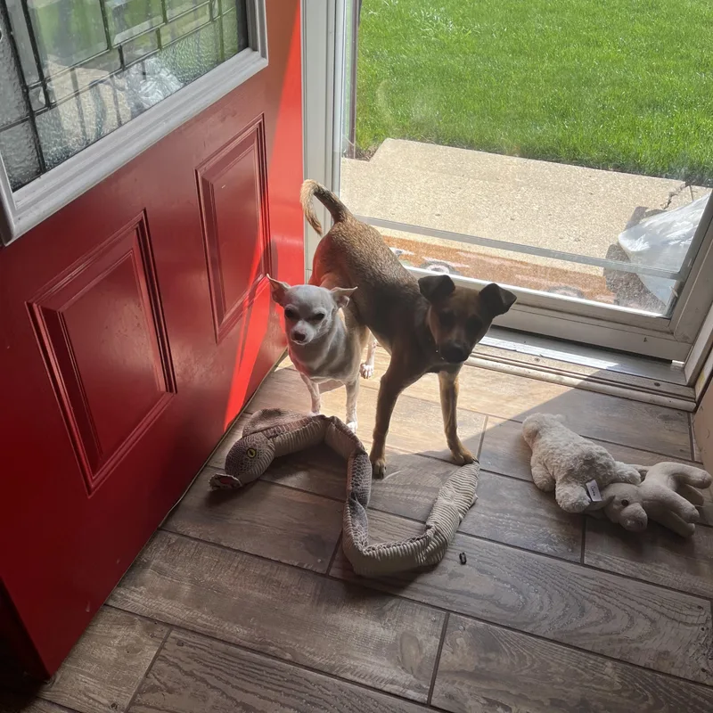 A young small-sized female Chihuahua dog named Tudy for adoption in Crystal Lake, IL