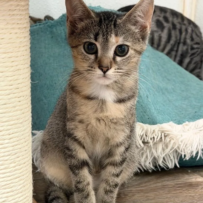 A baby medium-sized female Tabby (Brown / Chocolate) Domestic Short Hair cat named Demeter for adoption in Waynesville, NC
