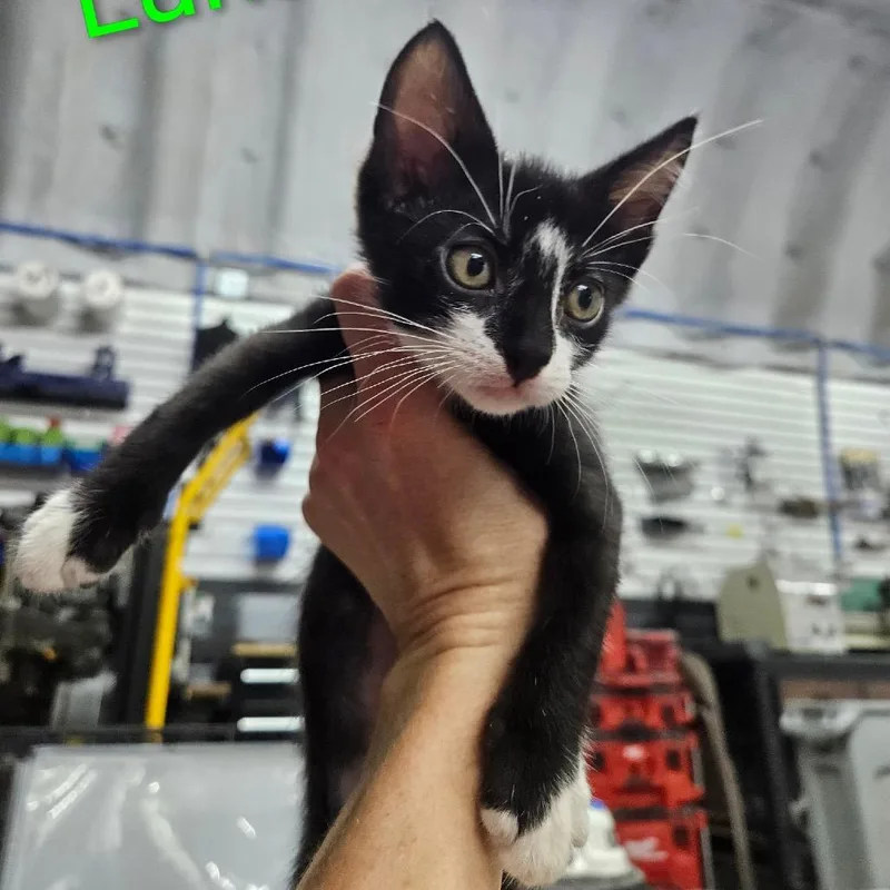 A baby small-sized male Black Domestic Short Hair cat named Luka for adoption in Flower Mound, TX