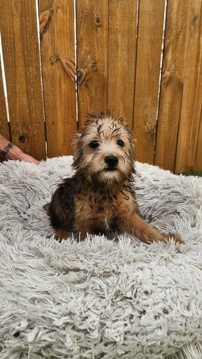 Pixie Ka thumbnail 3