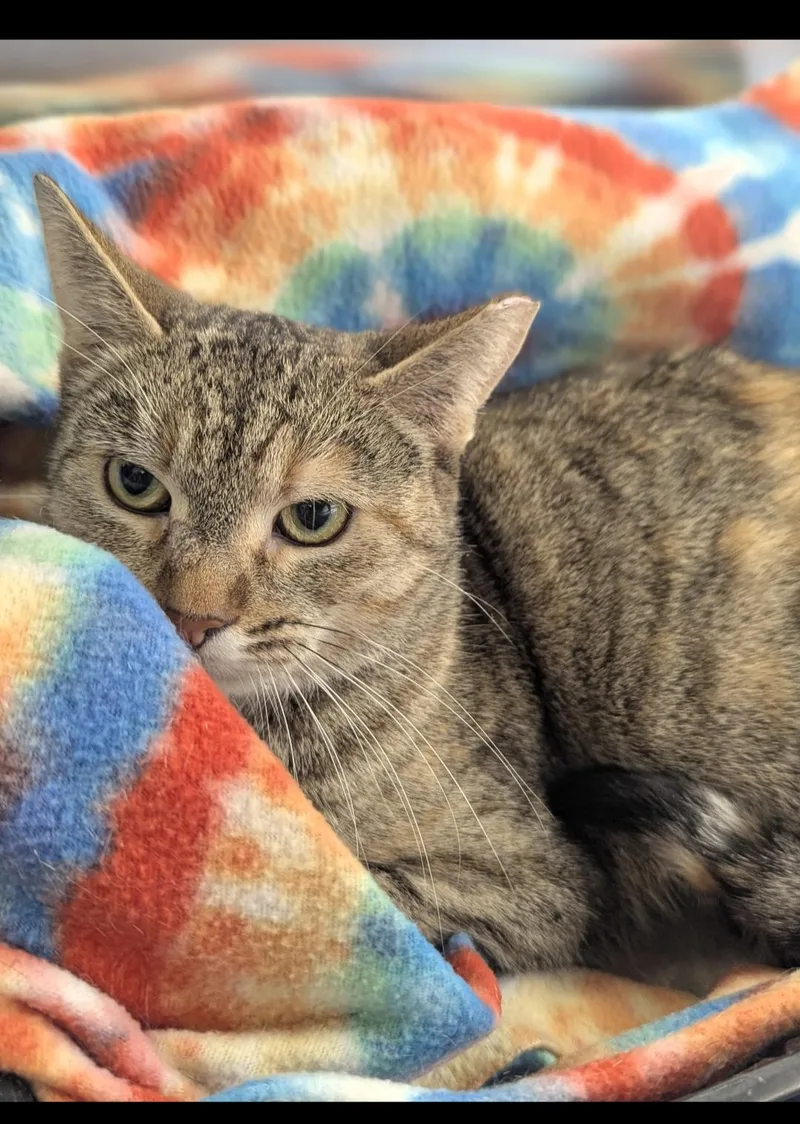 Railroad thumbnail 3