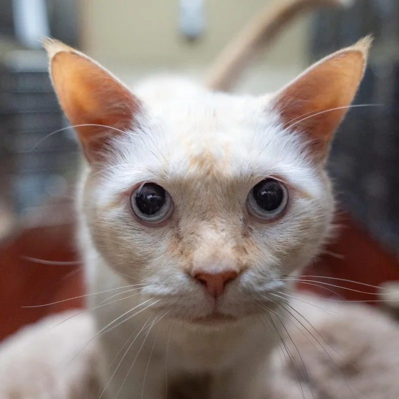 A senior large-sized male White Domestic Short Hair cat named Michael for adoption in Gainesville, GA