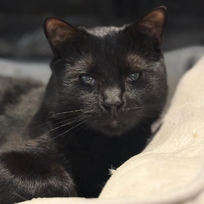 A young small-sized male Black Domestic Short Hair cat named Mystery for adoption in Fayetteville, GA