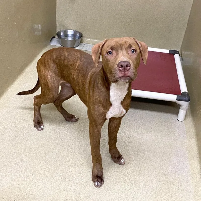 A young medium-sized male Pit Bull Terrier dog named Woody for adoption in Monroe, GA