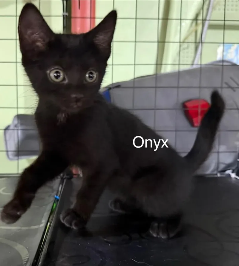 Onyx thumbnail 6