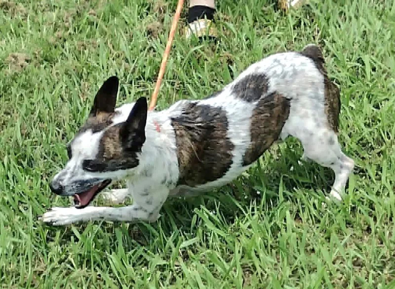 Cooper thumbnail 2
