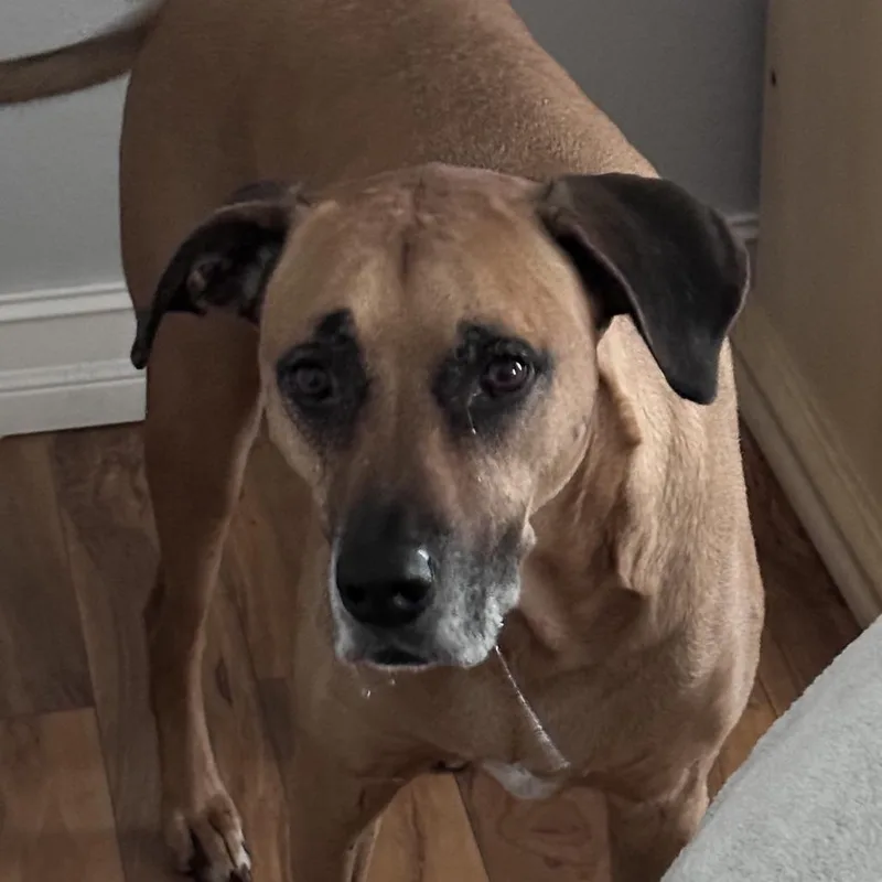 Axel