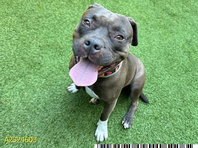 An adult large-sized female Mixed Breed dog named Cagney for adoption in West Palm Beach, FL