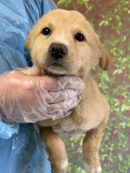 A young small-sized female Retriever dog named Dumpling for adoption in San Antonio, TX