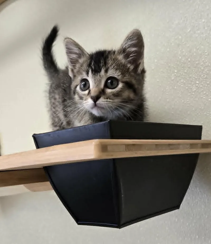 A young medium-sized female Tabby (Buff / Tan / Fawn) Domestic Short Hair cat named Truffle for adoption in Larned, KS