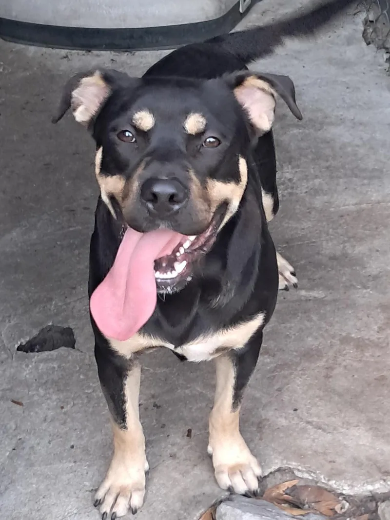 A young large-sized male Bicolor Pit Bull Terrier dog named Knox for adoption in BREWTON, AL