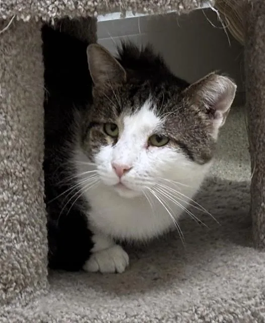 An adult medium-sized male Domestic Short Hair cat named Drumset for adoption in Dedham, MA
