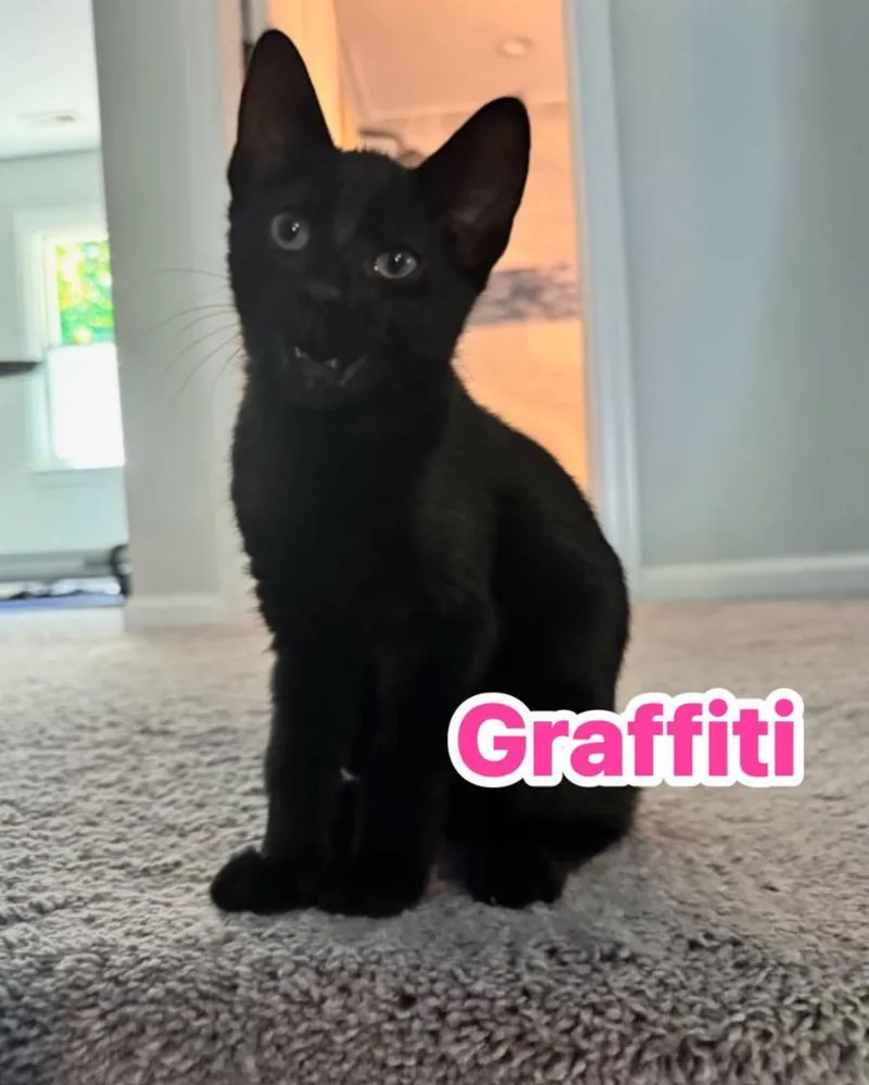 A baby small-sized female Domestic Short Hair cat named Graffiti for adoption in Carrollton, VA