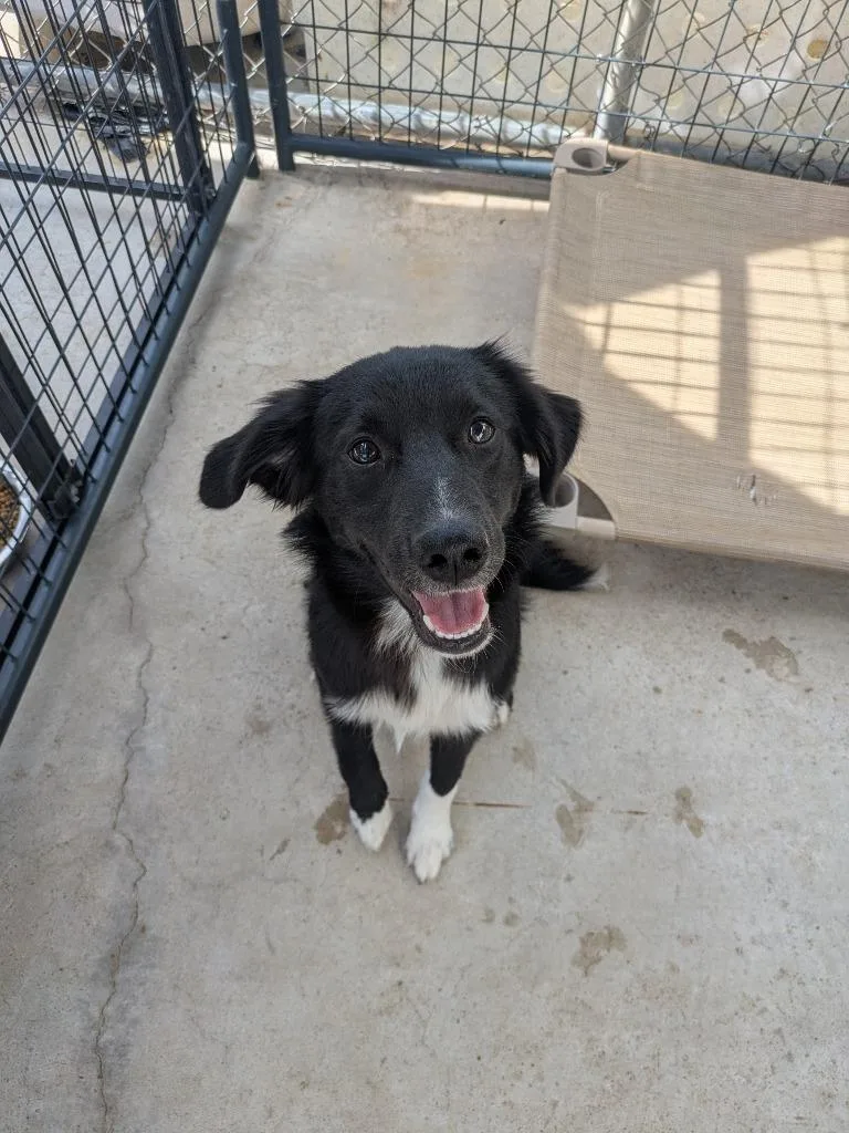 A baby large-sized male Australian Shepherd dog named Bam Bam for adoption in Brownwood, TX