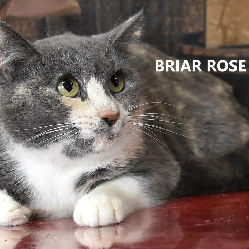 Briar Rose thumbnail 4