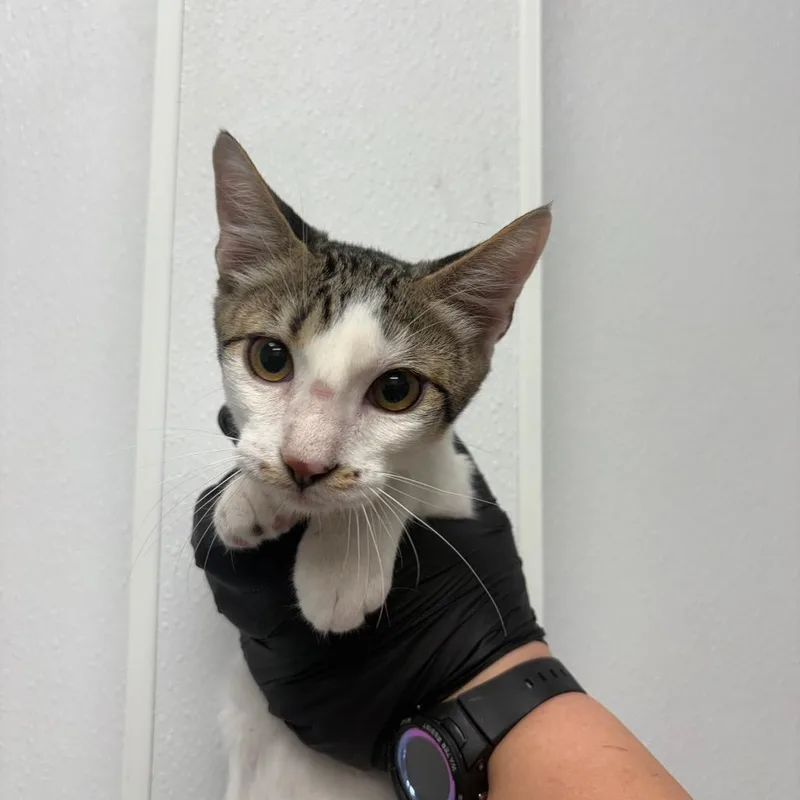 A baby medium-sized male Gray / Blue / Silver Domestic Short Hair cat named Opossum Shadow for adoption in Abilene, TX