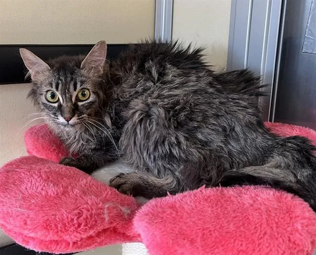 A young medium-sized female Domestic Medium Hair cat named Kat for adoption in Lancaster, CA