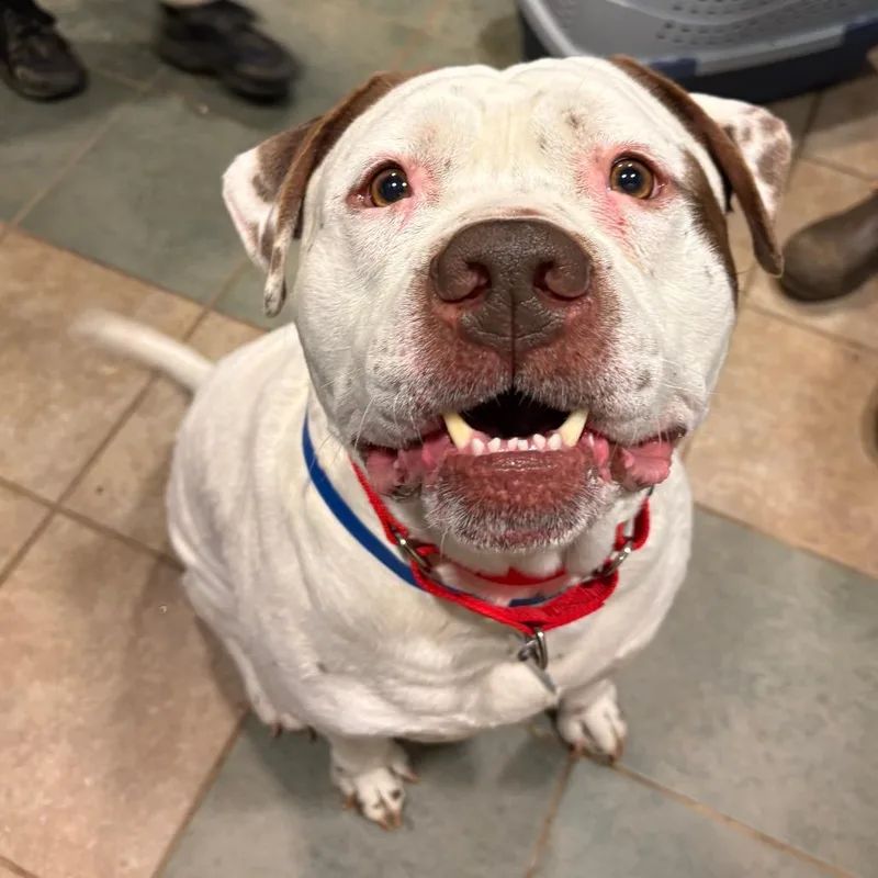 An adult medium-sized male White / Cream Mixed Breed dog named Boomer for adoption in Chattanooga, TN