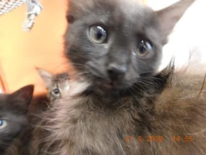A baby small-sized male Norwegian Forest Cat cat named Spot for adoption in North Richland Hills, TX