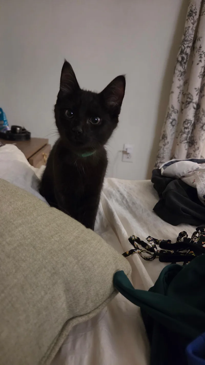 A baby medium-sized male Domestic Short Hair cat named Blue for adoption in Melrose, MA