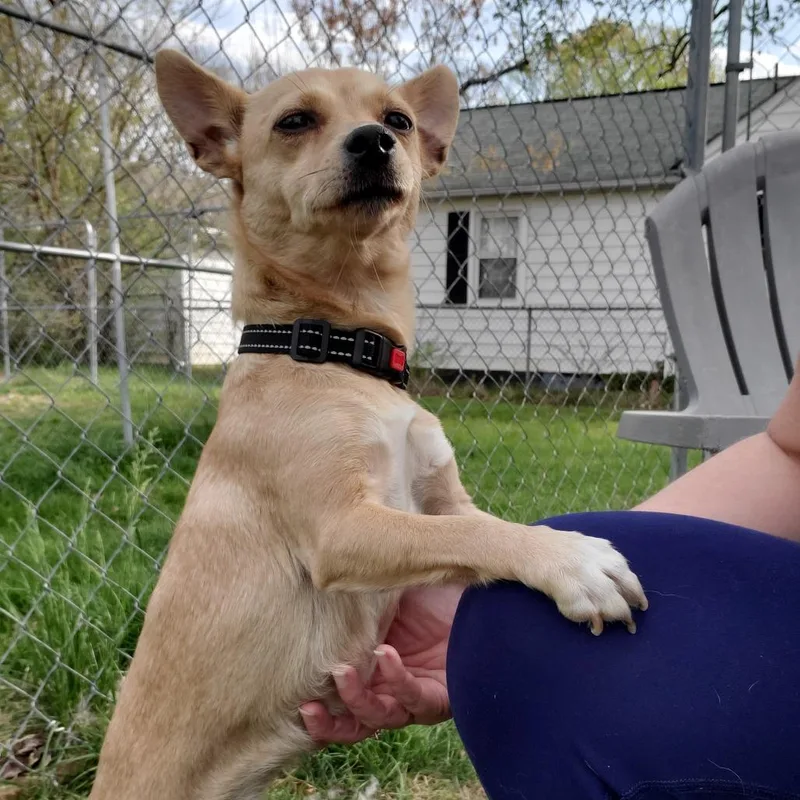 An adult small-sized female Yellow / Tan / Blond / Fawn Mixed Breed dog named Nisa for adoption in Fredericksburg, VA