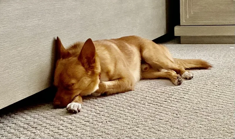 An adult small-sized male Chihuahua dog named Oliver for adoption in Richmond, TX