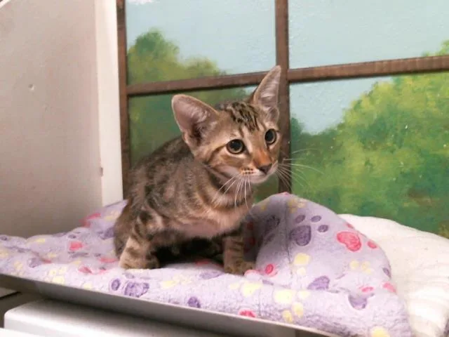 A baby small-sized female Domestic Short Hair cat named Rosey Rose for adoption in Houston, TX