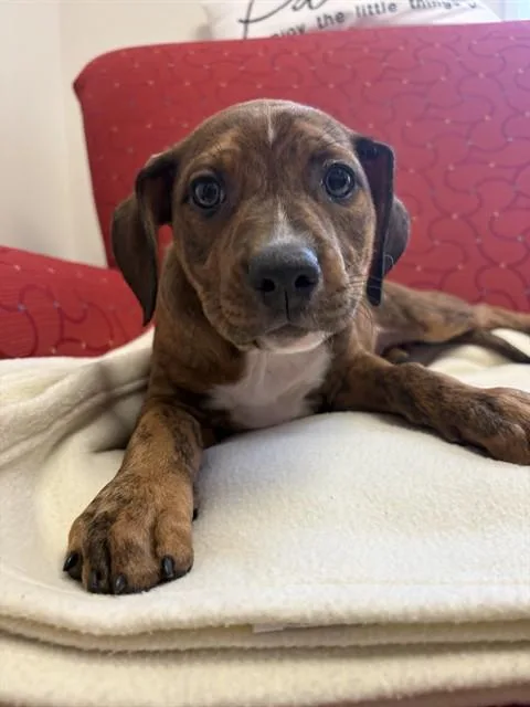 A baby medium-sized female Staffordshire Bull Terrier dog named Sadie Mae for adoption in Brewster, MA