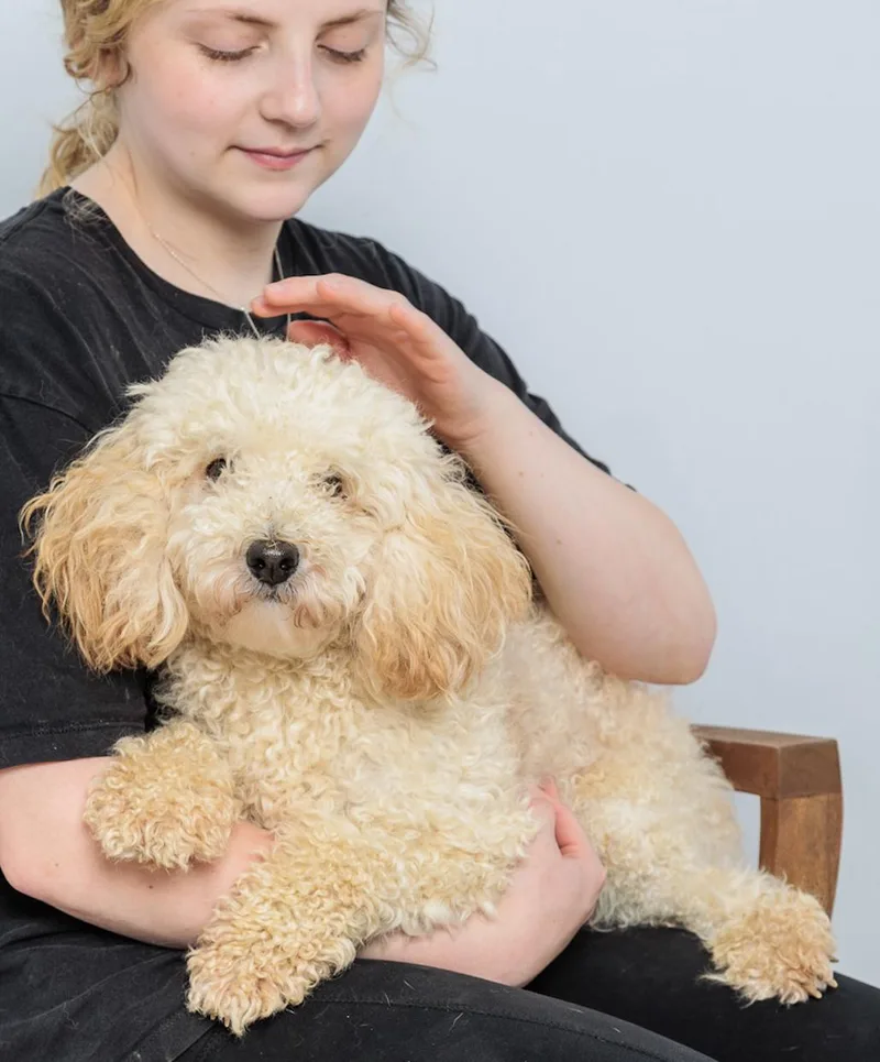 A baby small-sized male Bichon Frise dog named Chester for adoption in Chester Springs, PA