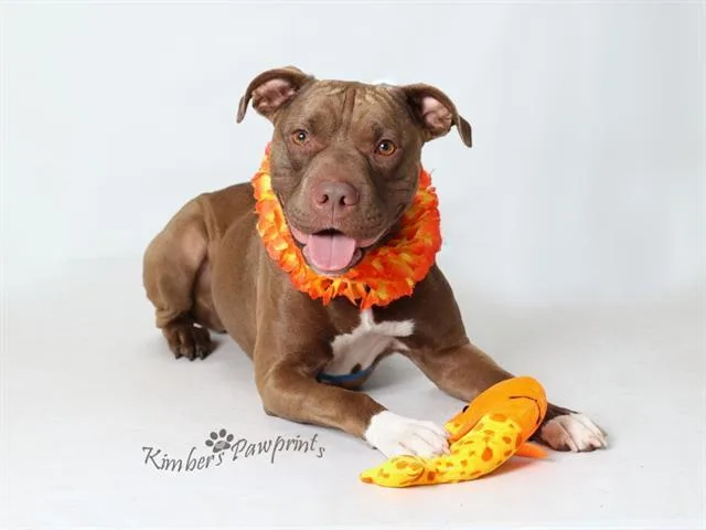An adult large-sized female Shar-Pei dog named Crunch for adoption in Omaha, NE