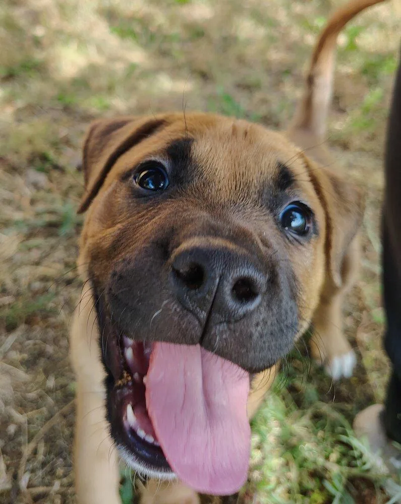 A baby large-sized male Bullmastiff dog named Spud for adoption in Spokane Valley, WA