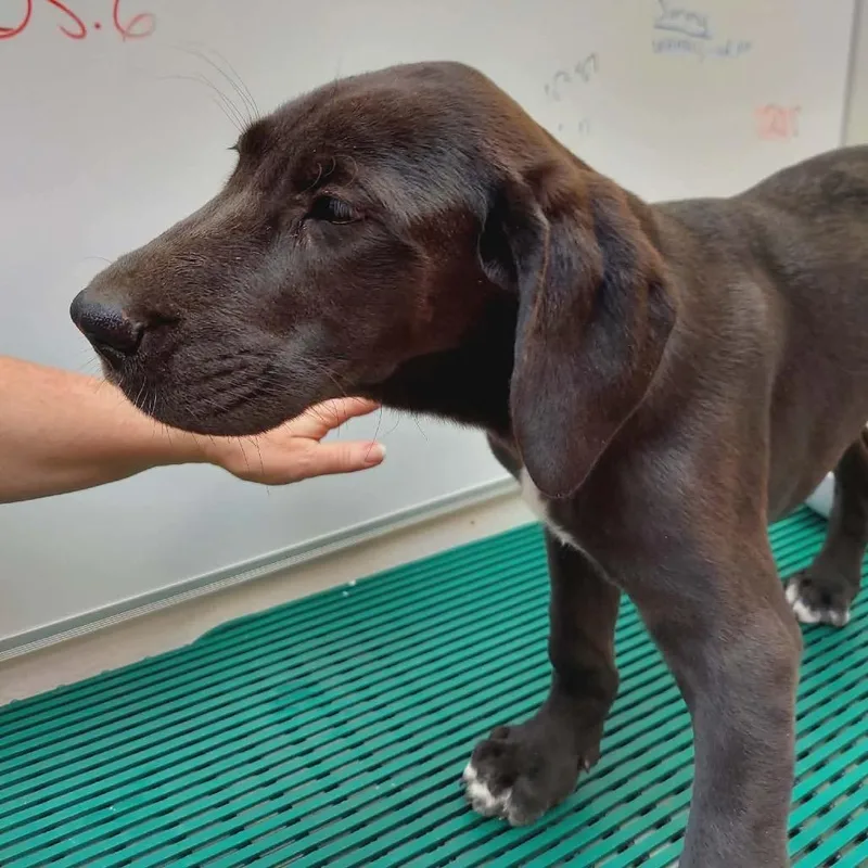 A baby extra large-sized female Brown / Chocolate Great Dane dog named Leelaclarke for adoption in Wichita, KS