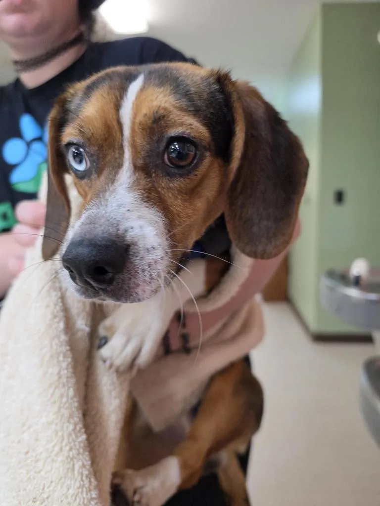 A young medium-sized male Beagle dog named Sproket for adoption in Burnsville, NC