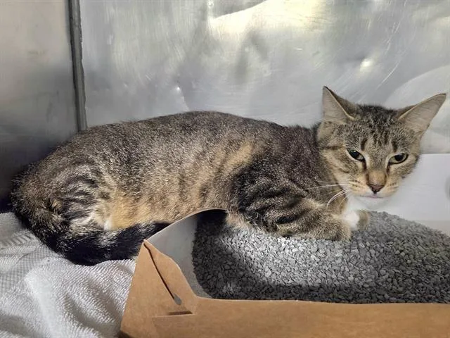 A young medium-sized female Domestic Short Hair cat named Thalia for adoption in Panama City, FL