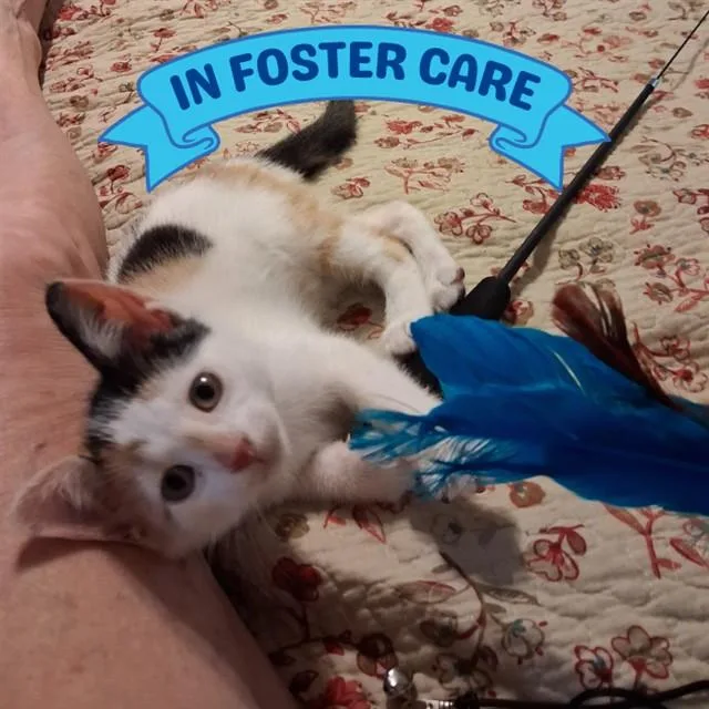 A baby small-sized female Domestic Short Hair cat named Biscotti for adoption in Tallahassee, FL