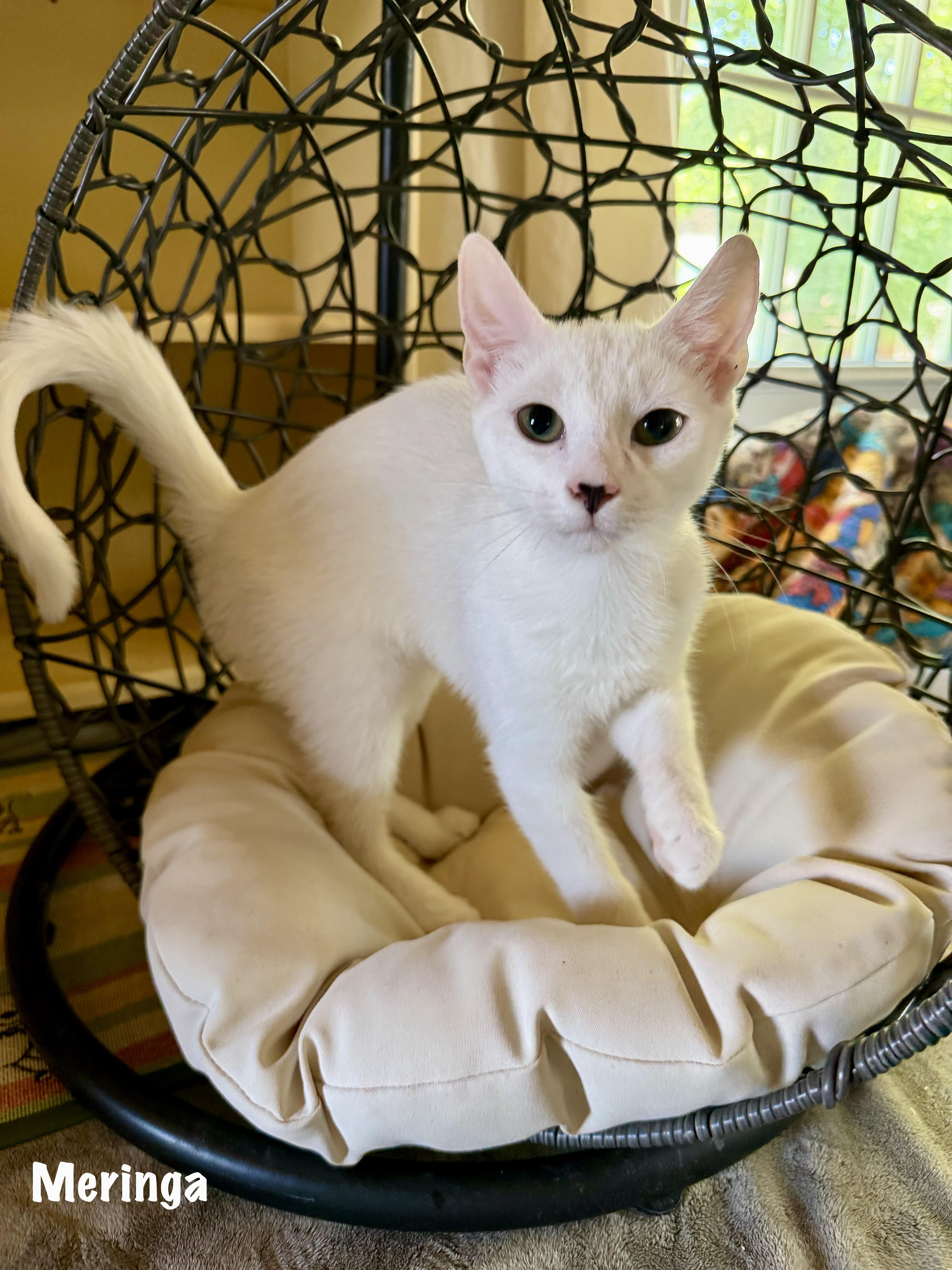 A baby medium-sized female White Domestic Short Hair cat named Meringa for adoption in East Hartford , CT