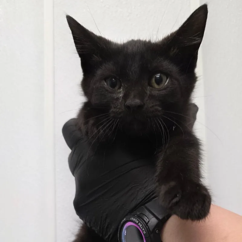 A baby small-sized male Black Domestic Medium Hair cat named Chocolate Pie for adoption in Abilene, TX
