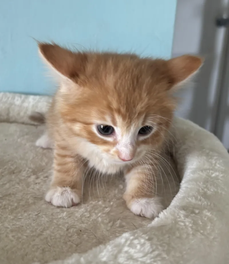 A baby medium-sized male Domestic Short Hair cat named Peanut for adoption in GREENVILLE, NC