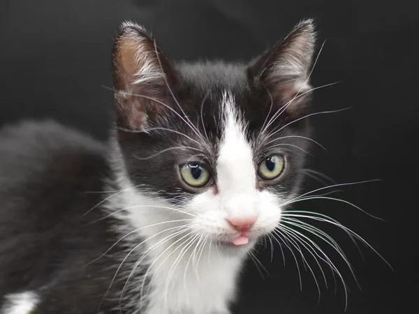 A baby small-sized female Domestic Short Hair cat named Salmon for adoption in Portland, OR