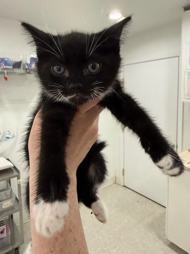 A baby small-sized female Domestic Short Hair cat named Janice for adoption in Brookings, OR