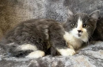 A young medium-sized female Domestic Long Hair cat named Nova for adoption in Buffalo, MN