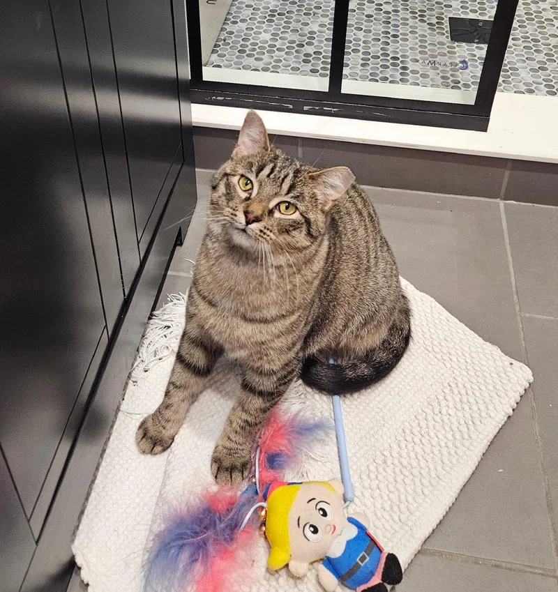 An adult medium-sized female Domestic Short Hair cat named Monday for adoption in Wheaton, IL