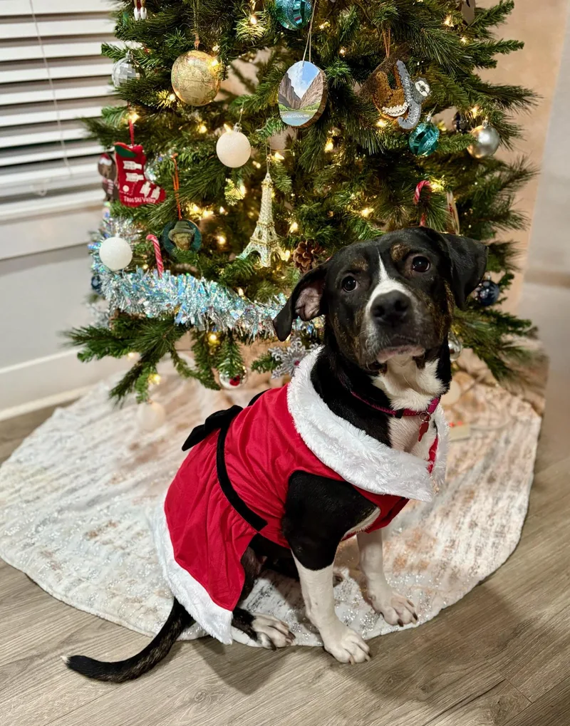 An adult medium-sized female Brindle American Staffordshire Terrier dog named Joy for adoption in Houston, TX